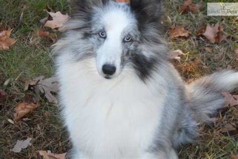 shetland sheepdog puppies for sale in nc|shetland sheepdog sheltie for sale.